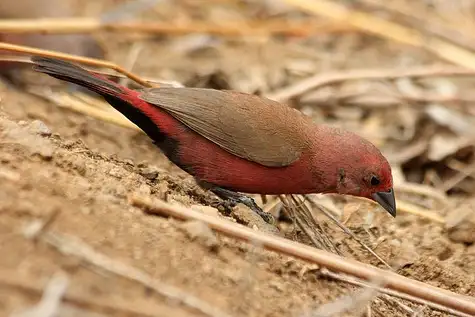 Jameson's Firefinch