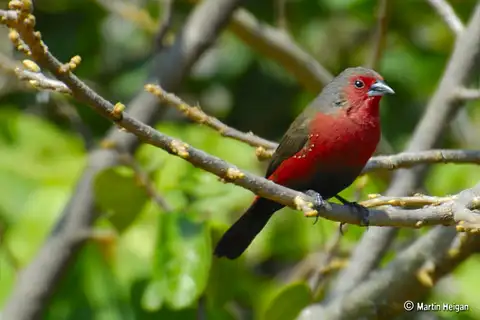 African Firefinch