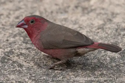 Bar-breasted Firefinch