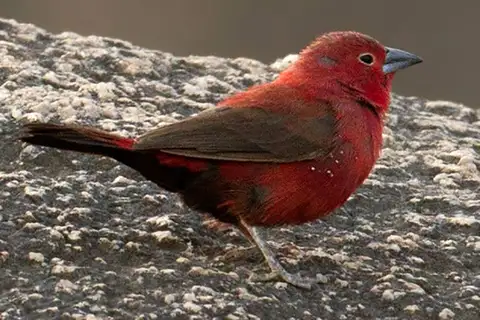 Rock Firefinch