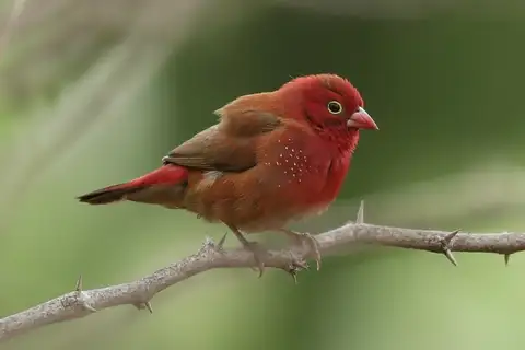 Red-billed Firefinch
