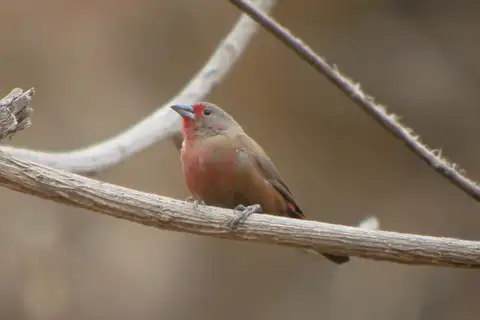 Chad Firefinch