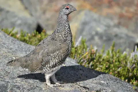 White-tailed Ptarmigan