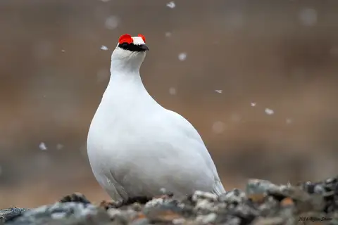 Rock Ptarmigan