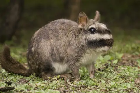 Plains Viscacha