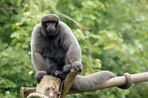 Common Woolly Monkey