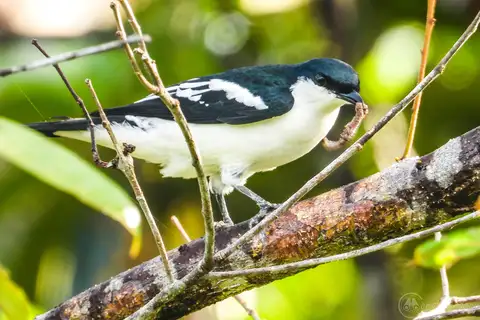 Black-browed Triller