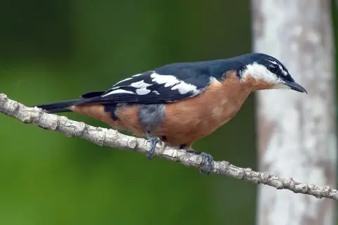 Rufous-bellied Triller