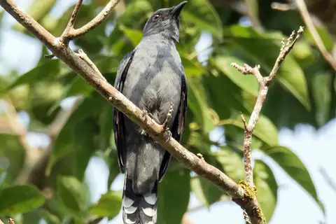 Lesser Cuckooshrike