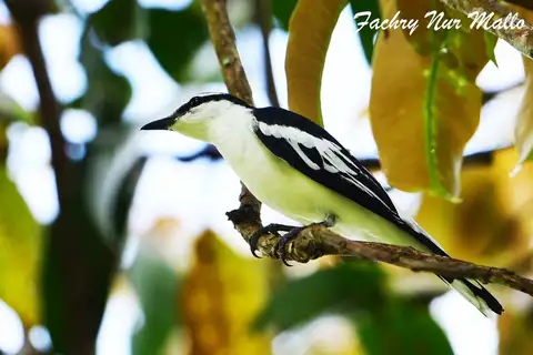 White-rumped Triller