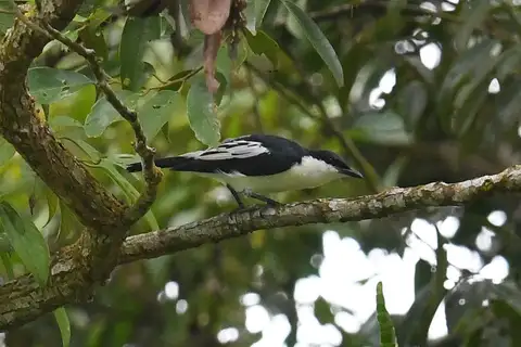 Black-and-white Triller