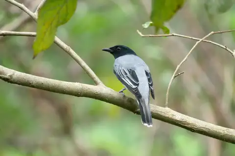 Black-headed Cuckooshrike