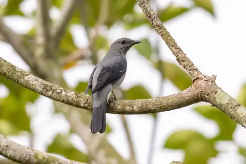 Black-winged Cuckooshrike