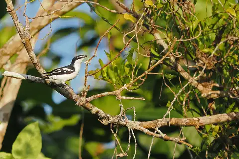 White-browed Triller