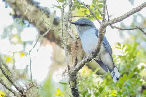 Reunion Cuckooshrike