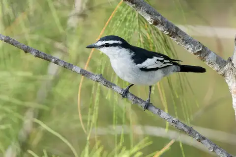 Pied Triller