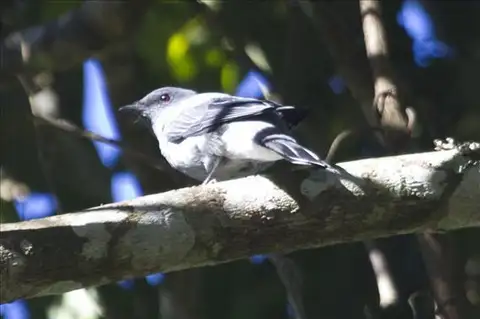 Indochinese Cuckooshrike
