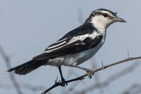 White-shouldered Triller