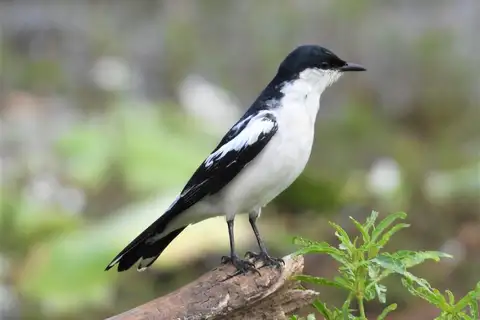 White-winged Triller