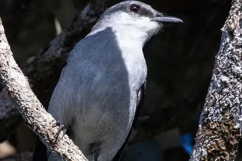 Mauritius Cuckooshrike