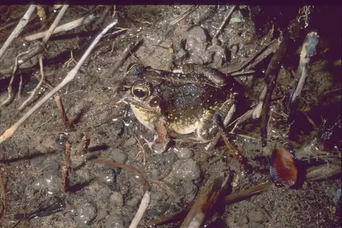 Madagascar Bullfrog