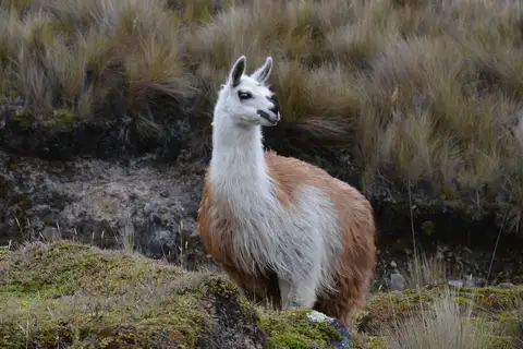 Llama