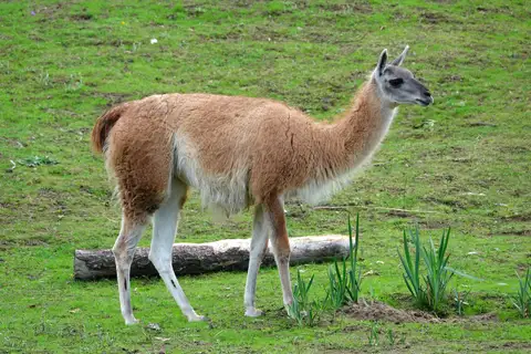 Guanaco