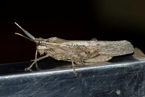 Rain Locust