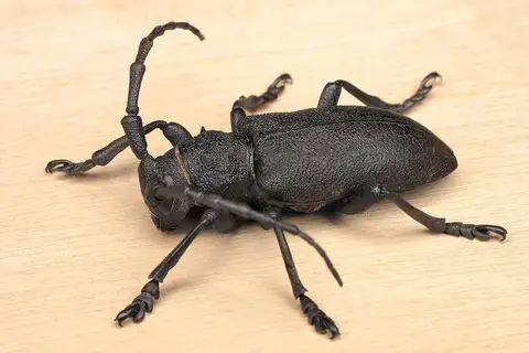 Weaver beetle