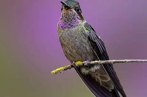 Amethyst-throated Mountaingem