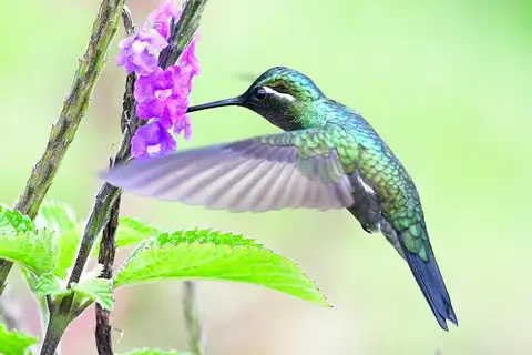 Purple-throated Mountaingem