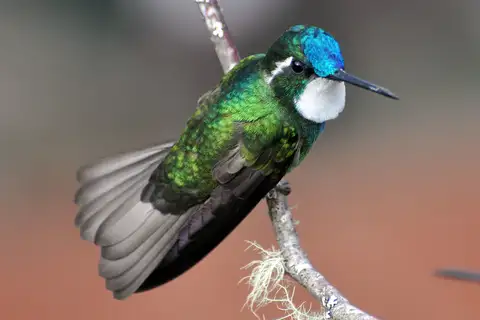 White-throated Mountaingem