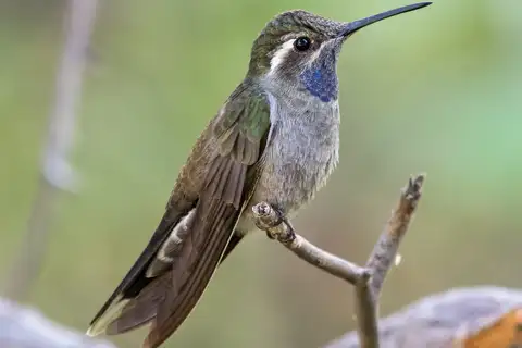 Blue-throated Mountaingem