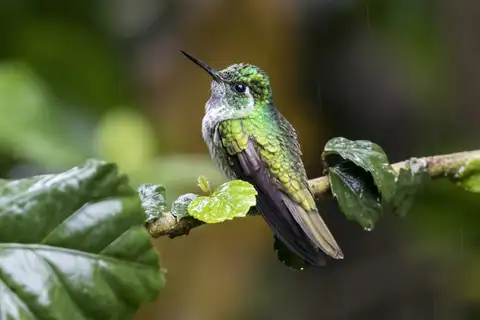 White-bellied Mountaingem