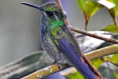 Green-breasted Mountaingem