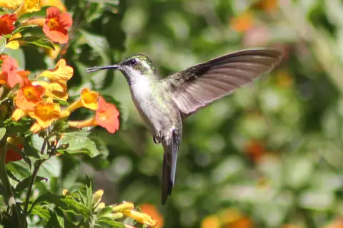 Green-throated Mountaingem