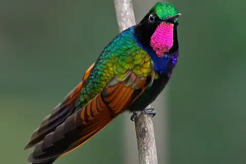 Garnet-throated Hummingbird