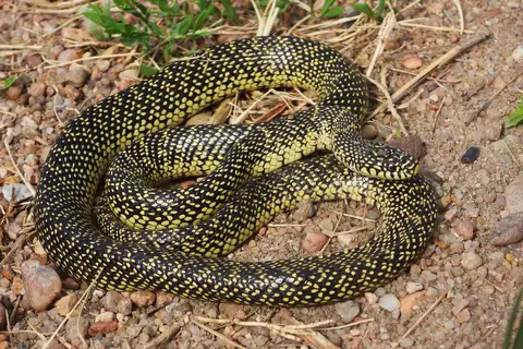 Speckled Kingsnake