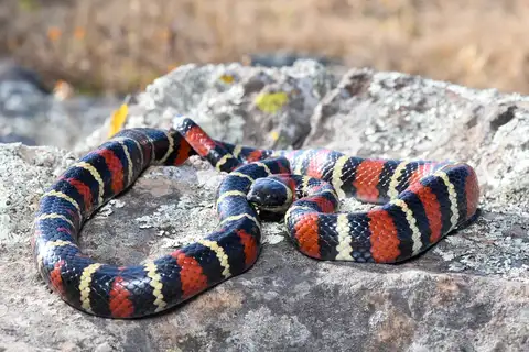 Ruthvens Kingsnake