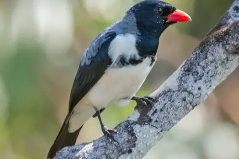 Red-billed Pied Tanager