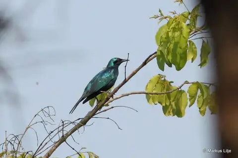 Sharp-tailed Starling