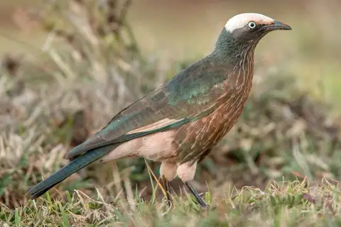 White-crowned Starling