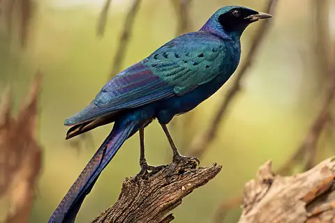 Burchell's Starling