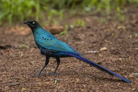 Long-tailed Glossy Starling