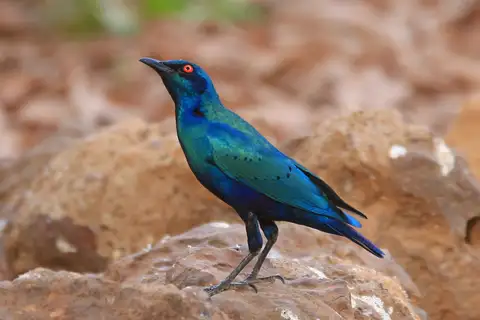 Bronze-tailed Starling