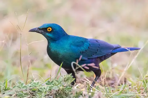 Lesser Blue-eared Starling