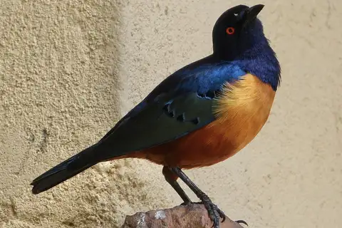 Hildebrandt's Starling