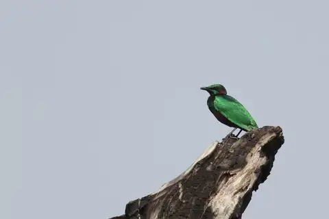 Emerald Starling