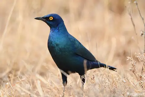 Cape Starling