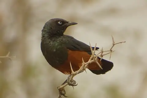 Chestnut-bellied Starling